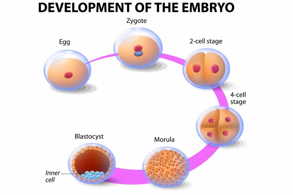 Development of an Embryo