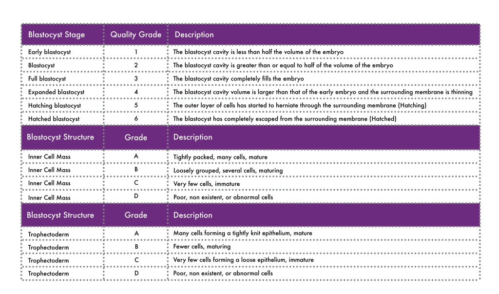 Embryo Grading Descriptions